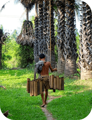 Palm Harvesting