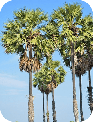 Palm Tree
